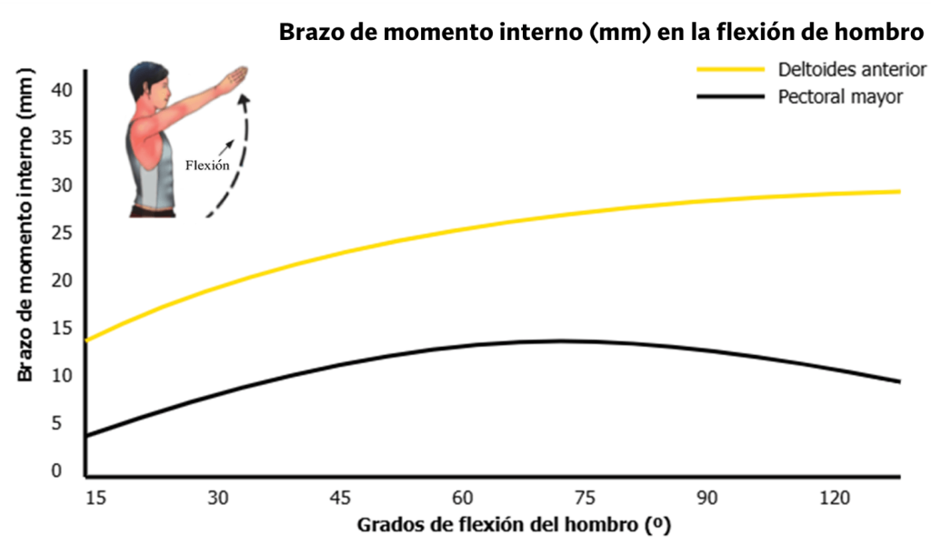 Brazo de momento interno del deltoides 