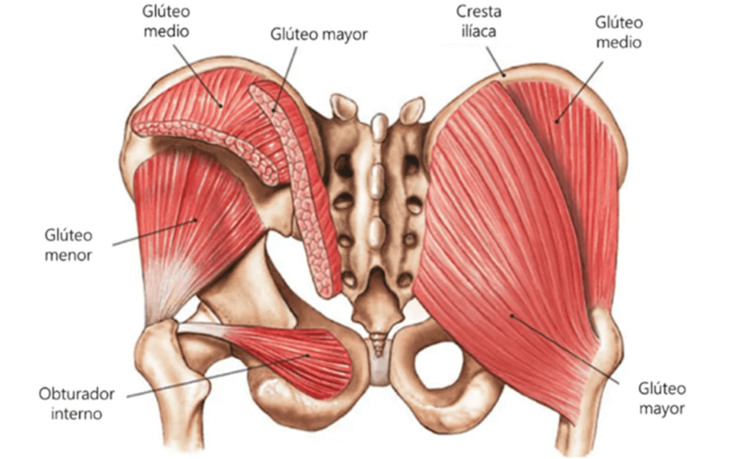 Anatomía de la región glútea