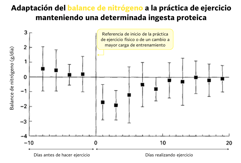 Como conseguir un cambio físico drástico en tu cuerpo 17 Adaptación de balance nitrógeno