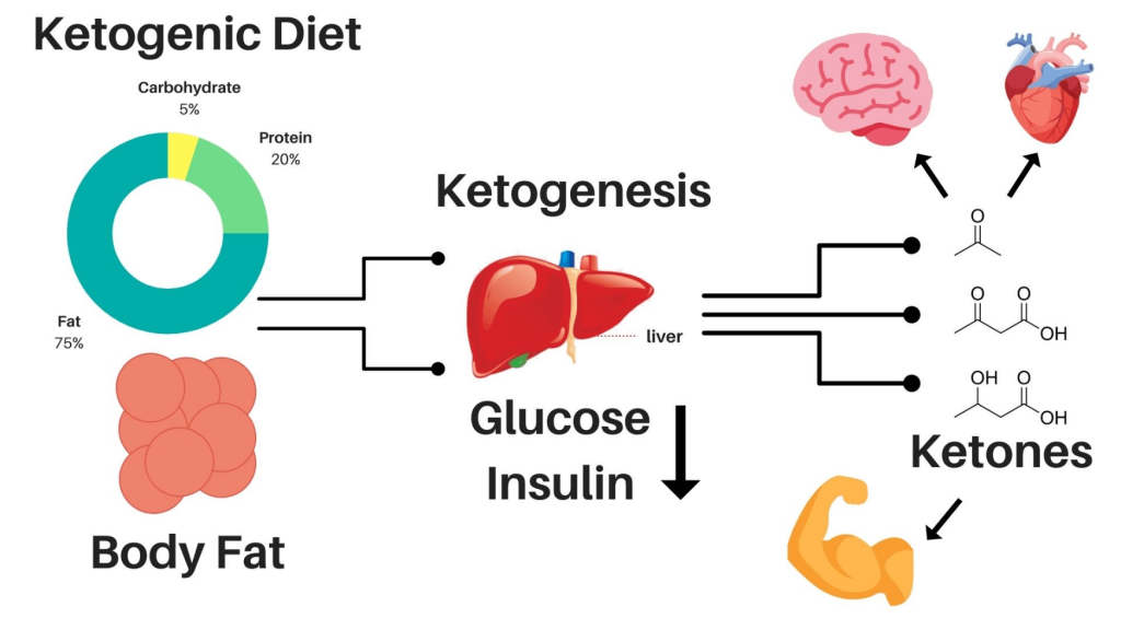 Efecto de una dieta keto cuerpo
