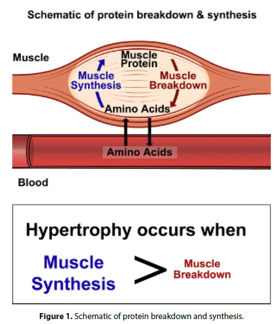 ¿Por qué es tan difícil ganar músculo? 3 Construcción de nuevas fibras musculares