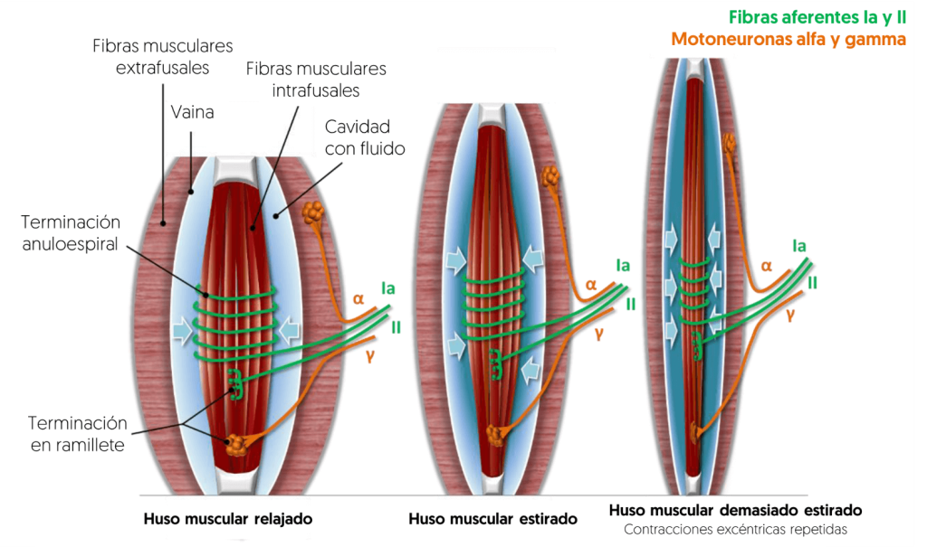 Tres posiciones del huso muscular