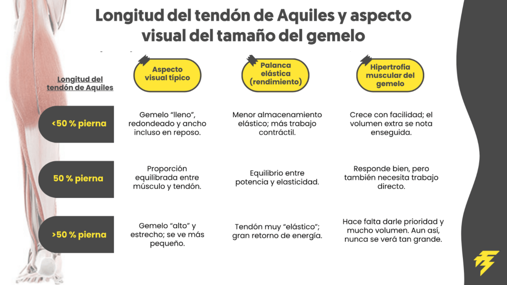 ¿Qué músculos entrenar para verse más grande? 31 Longitud del tendón de Aquiles