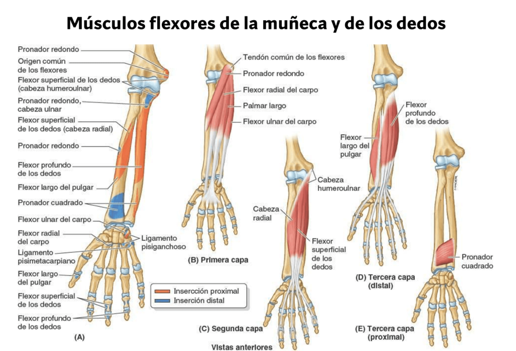 ¿Qué músculos entrenar para verse más grande? 5 Músculos anterior del antebrazo