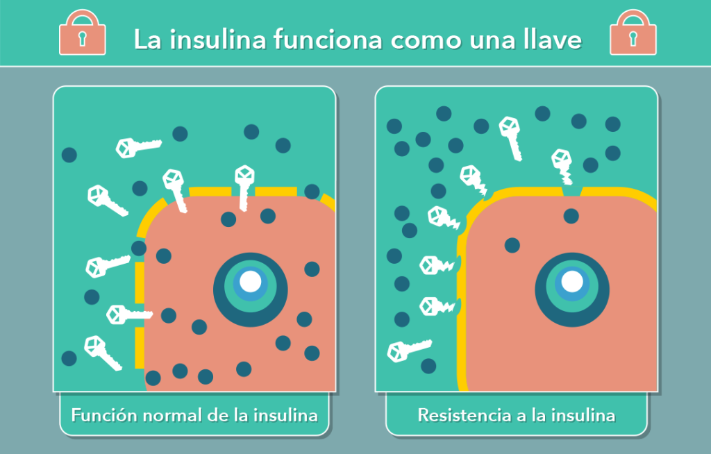 ¿Cómo bajar de peso con resistencia a la insulina? 3 Insulina como una llave