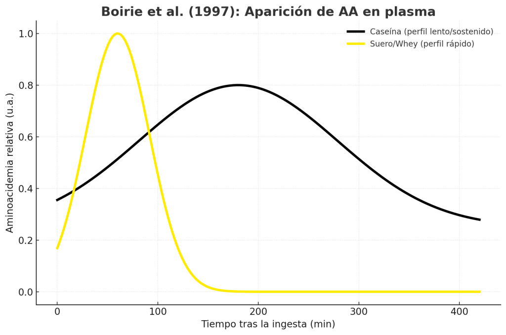 ¿Qué tipos de suplementos proteicos existen? Conoce cada uno. 5 Efectos ingesta de proteínas