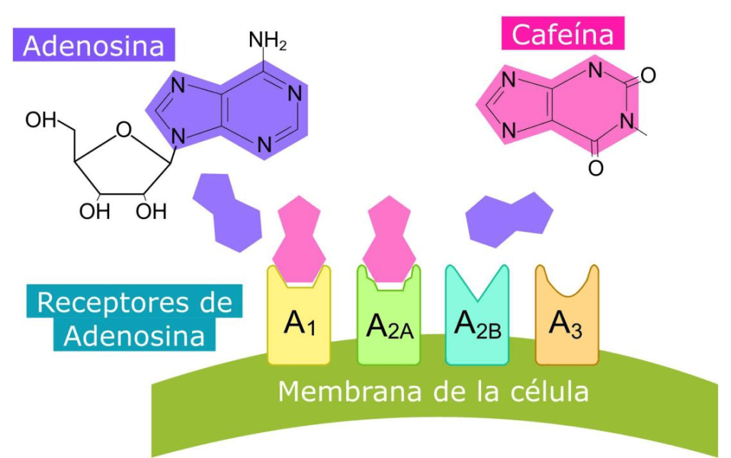 Cafeína y rendimiento deportivo: guía completa para sacarle el máximo provecho 3 La similitud molecular de la adenosina