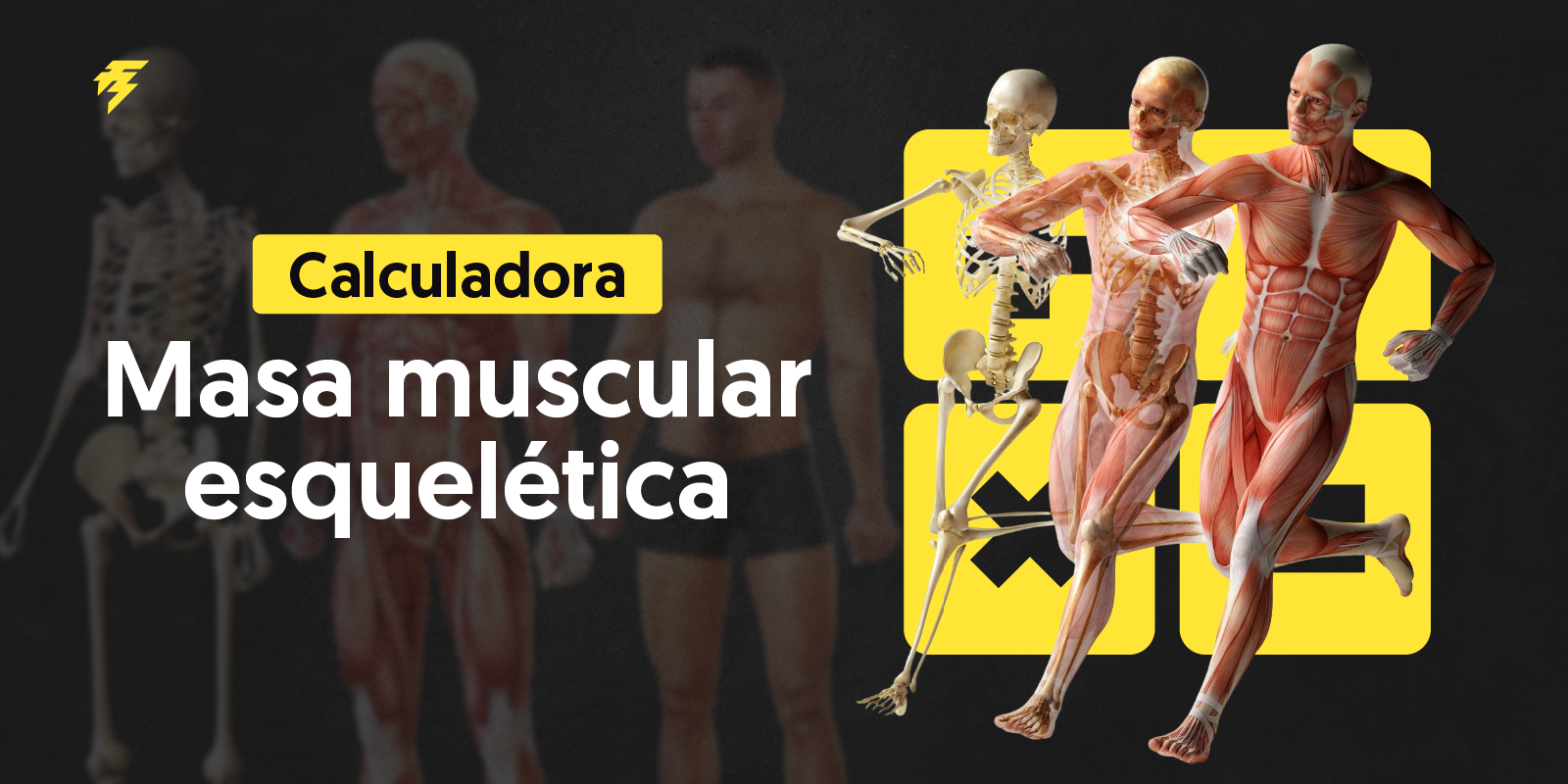 calculadora de musculatura esqueletica