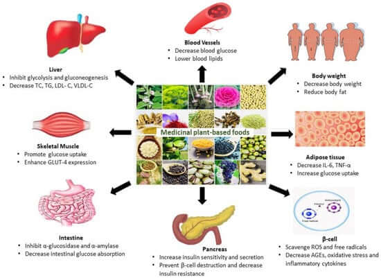 Alimentos vegetales con propiedades medicinales