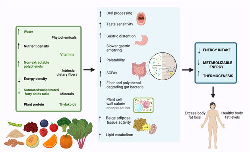 Alimentación rica en vegetales integrales
