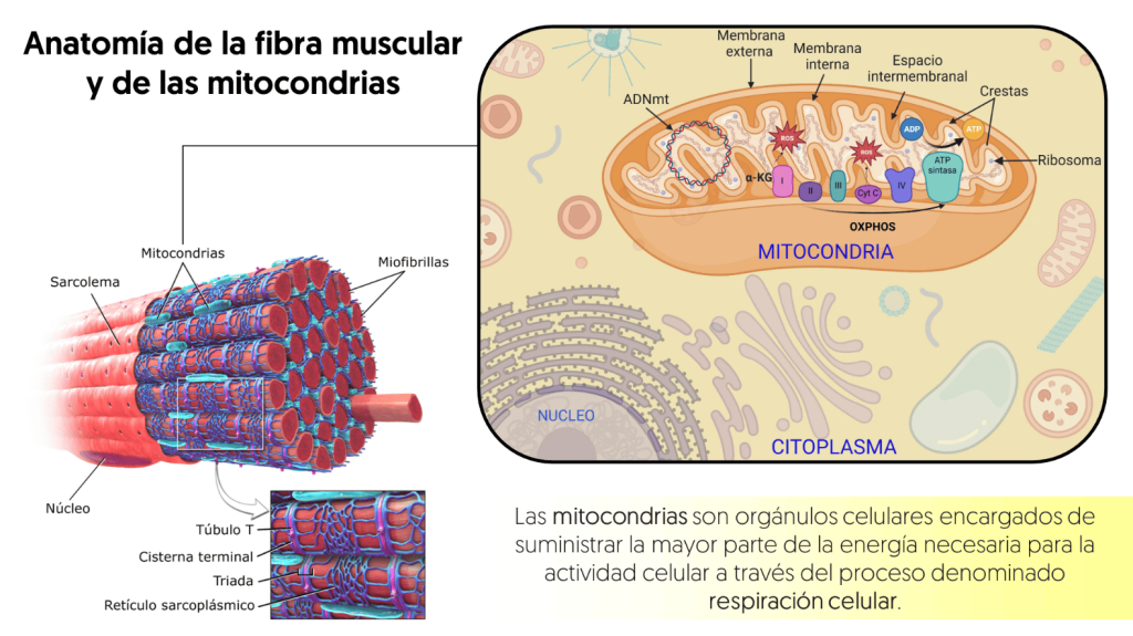 Anatomía de la fibra muscular y mitocondrias