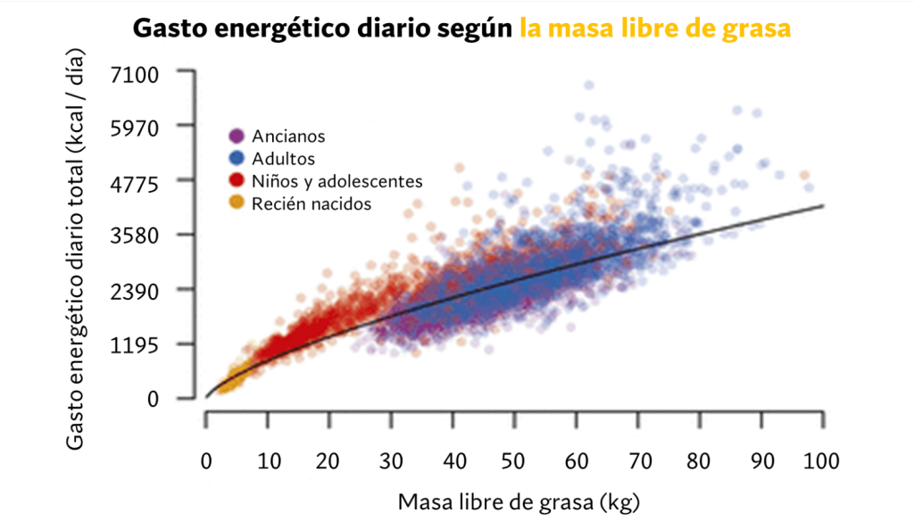 Mejores ejercicios de fuerza para quemar grasa 7 Gasto energético diario