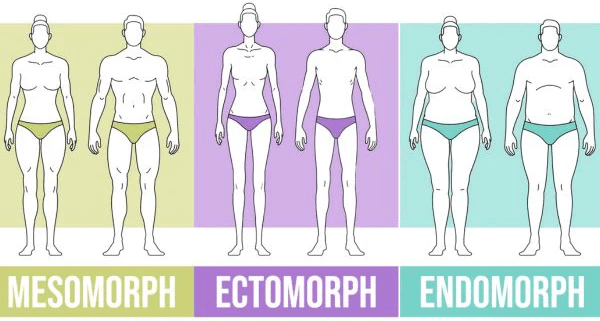 Ilustración divulgativa que reparte los cuerpos en tres categorías cerradas: mesomorfo, ectomorfo y endomorfo