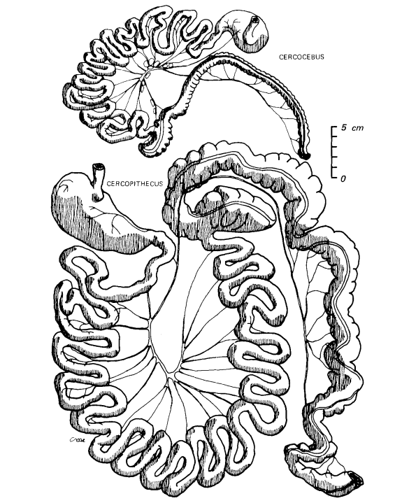 Tracto gastrointestinal de especies de monos