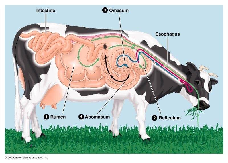 Aparato digestivo de una vaca