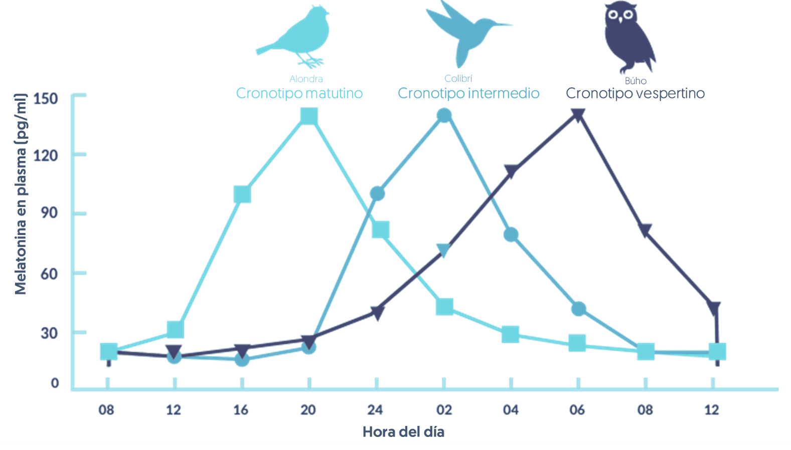 Cronotipos según los horarios melatonina