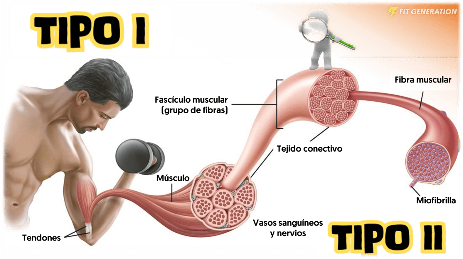 Fibras musculares ejercicio
