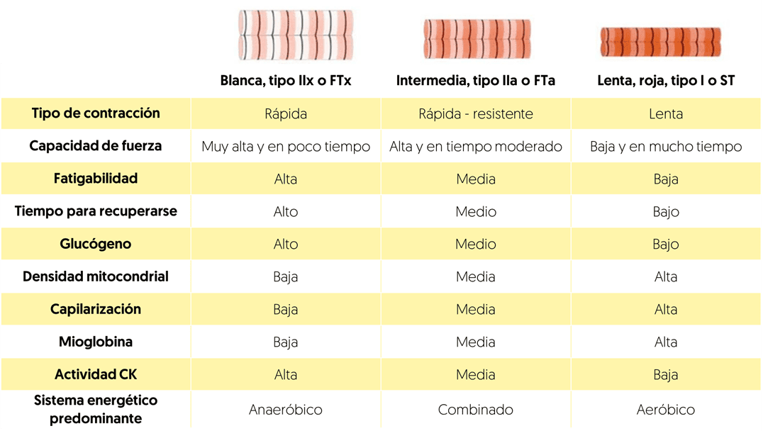 Fibras musculares músculo esquelético