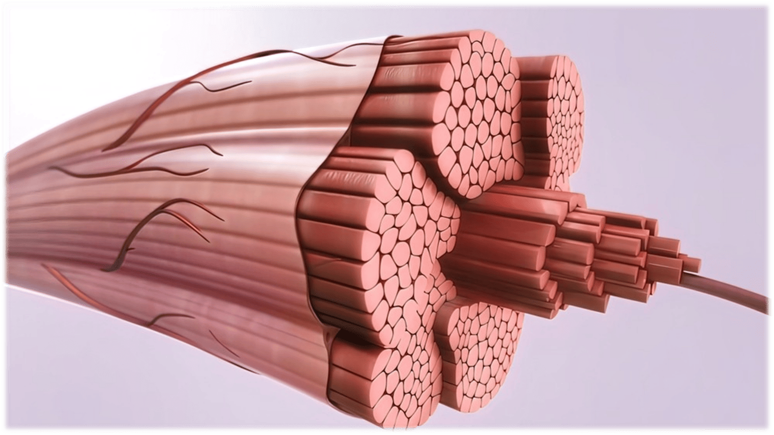 Fibras musculares del musculo