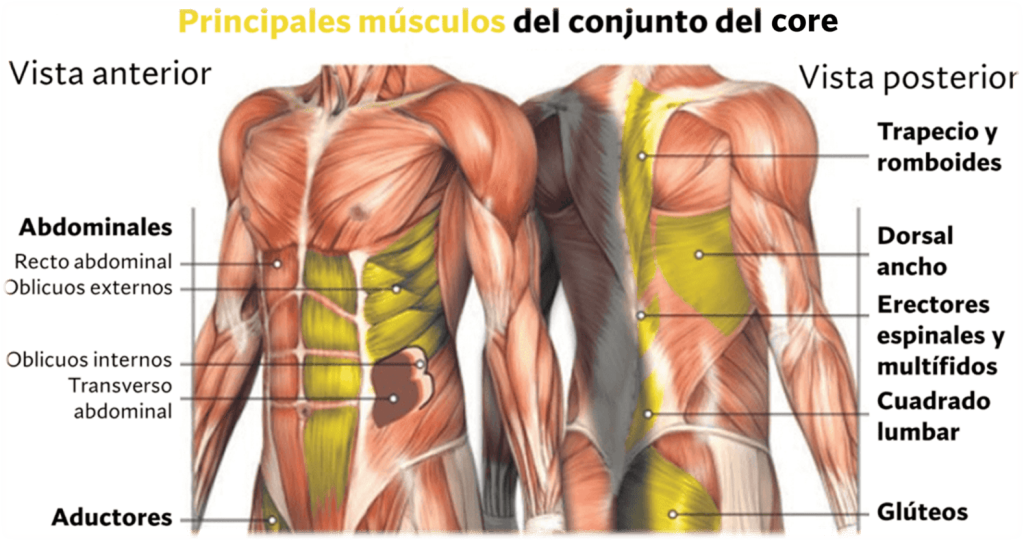 Músculos integrantes conjunto del core