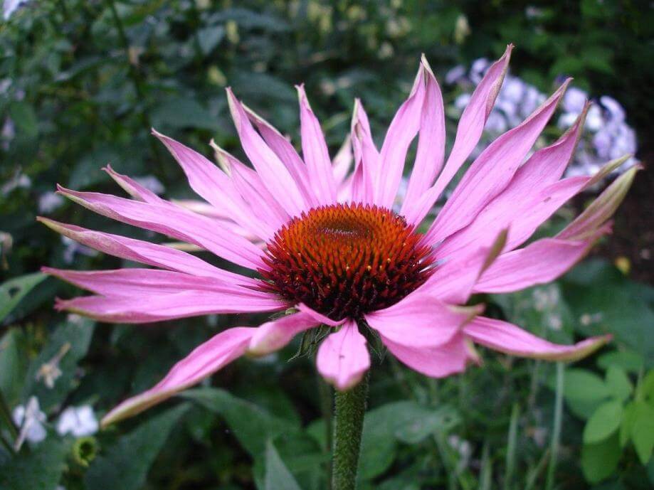 Los 5 mejores suplementos para reducir la ansiedad y el estrés 3 Echinacea angustifolia