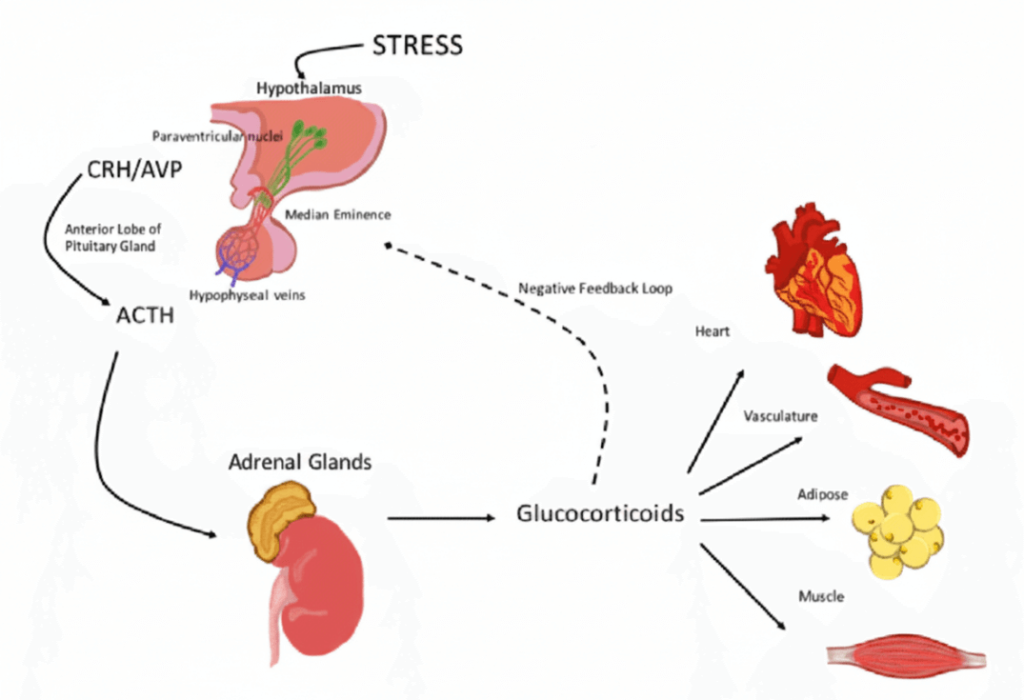Los 5 mejores suplementos para reducir la ansiedad y el estrés 5 Eje hipotálamo-pituitario-adrenal