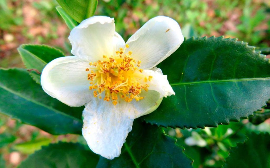 Los 5 mejores suplementos para reducir la ansiedad y el estrés 7 Camellia sinensis