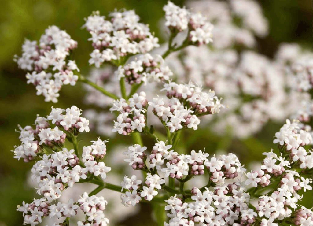 Los 5 mejores suplementos para reducir la ansiedad y el estrés 9 Valeriana officinalis