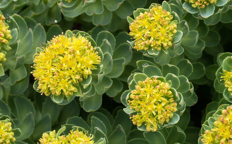 Los 5 mejores suplementos para reducir la ansiedad y el estrés 11 Rhodiola rosea