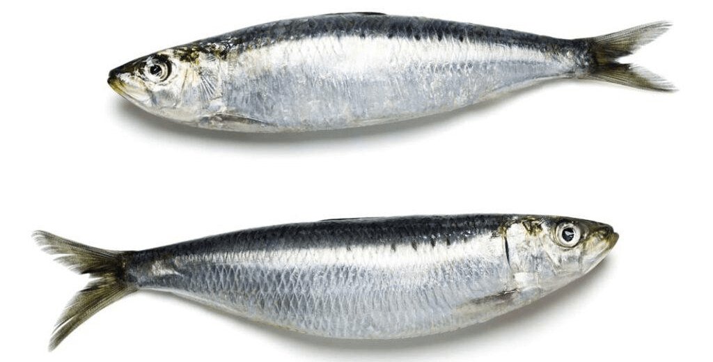 Pescados azules pequeños
