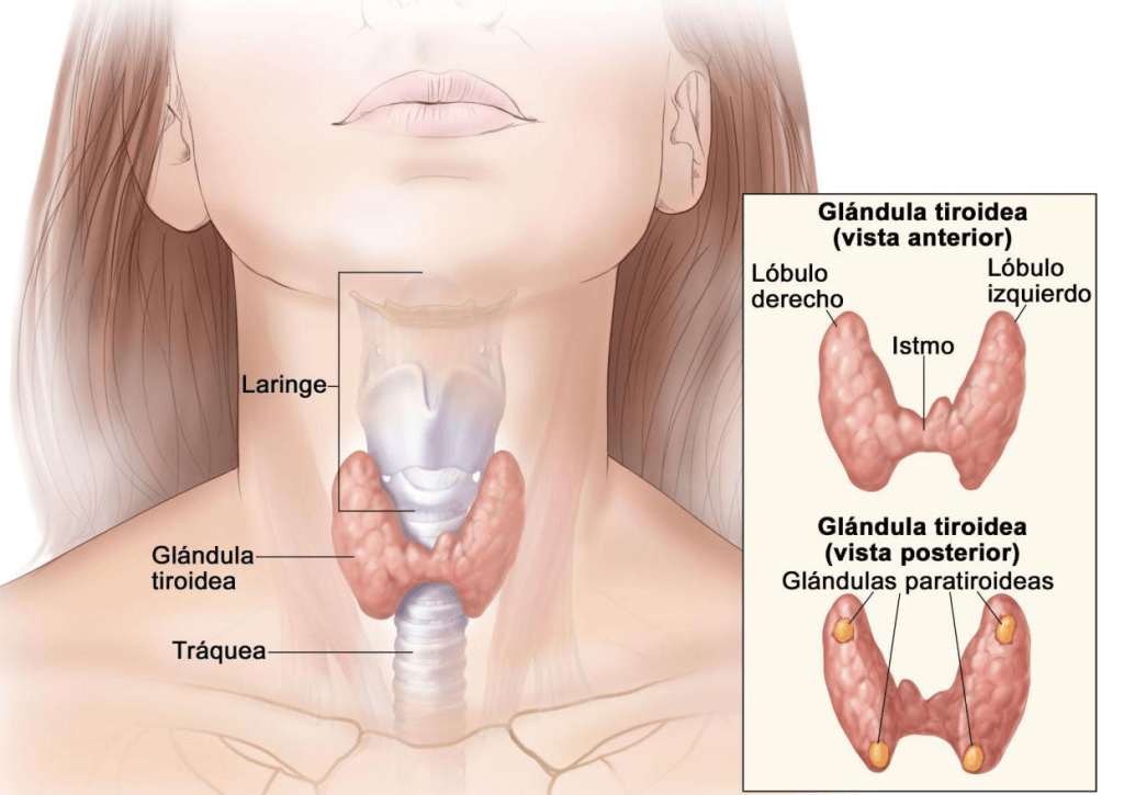 Glándula endocrina base del cuello