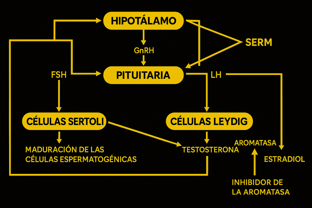 Eje hipotálamo-hipófisis-testículo (HPT) y su recuperación hormonal
