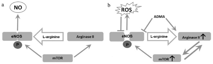¿Cómo tomar l-arginina para ganar masa muscular? 3 Metabolismo de la L-arginina en células endoteliales