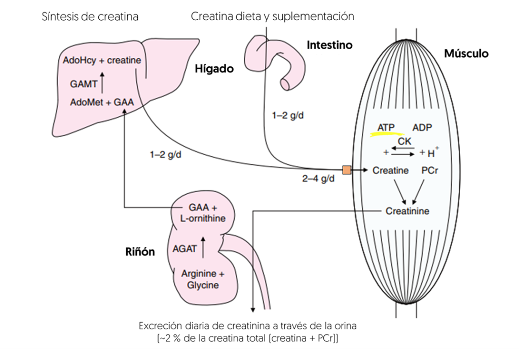 Nuevo estudio sobre la creatina, ¿realmente funciona? 3 image 193