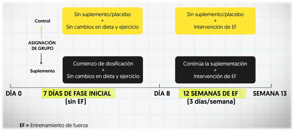 Nuevo estudio sobre la creatina, ¿realmente funciona? 7 image 195