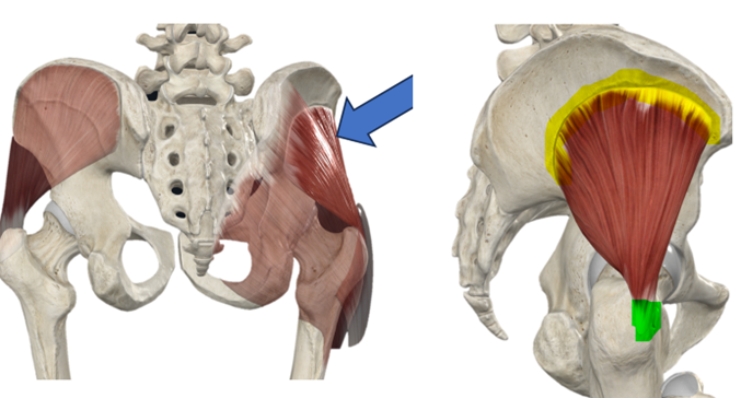 Patadas de glúteo vs. hip thrust, ¿cuál es mejor? 3 image 248