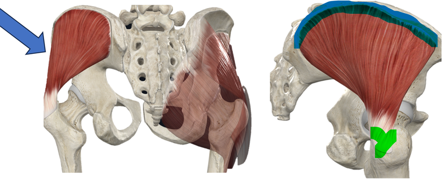 Patadas de glúteo vs. hip thrust, ¿cuál es mejor? 5 image 249
