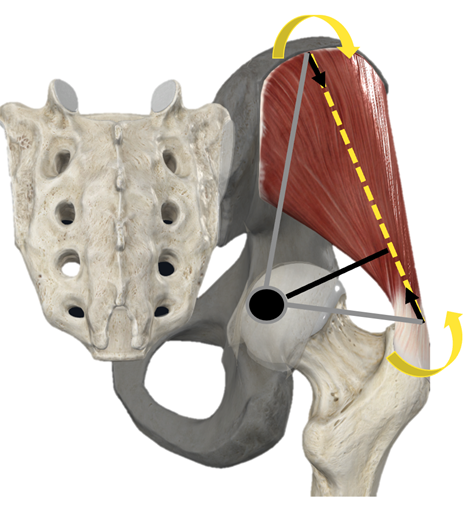 Patadas de glúteo vs. hip thrust, ¿cuál es mejor? 7 image 250