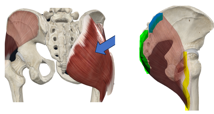 Patadas de glúteo vs. hip thrust, ¿cuál es mejor? 11 image 252