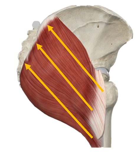 Patadas de glúteo vs. hip thrust, ¿cuál es mejor? 13 image 253