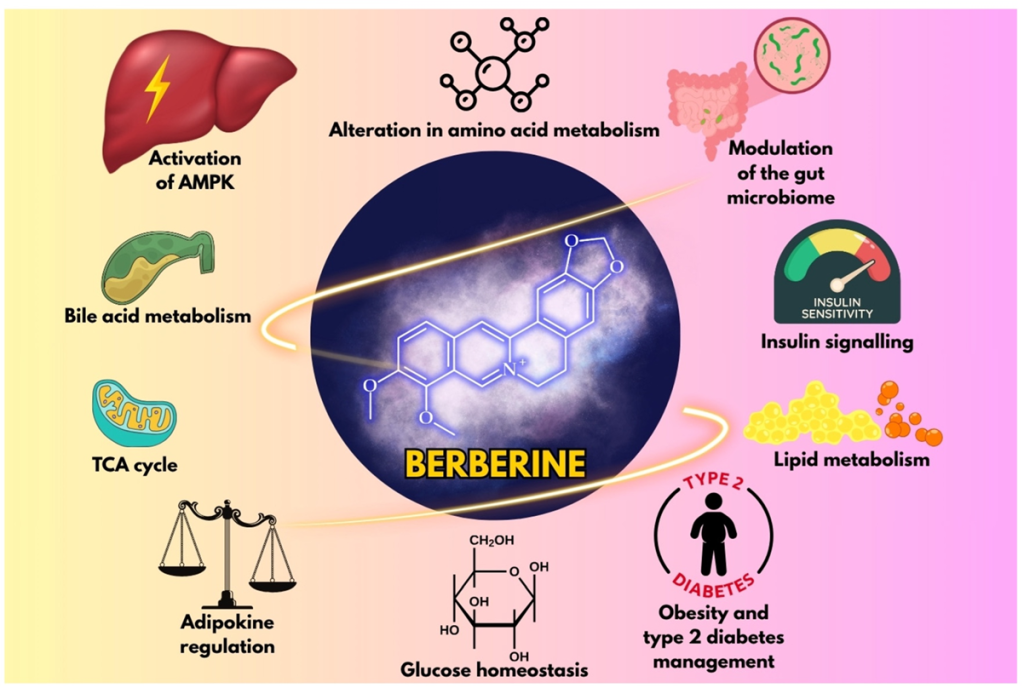 ¿Qué es la Berberina y cuáles son sus beneficios reales? 3 image 351