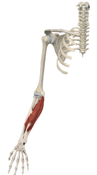 ¿Vale la pena entrenar antebrazo? Puedes enfatizarlo así 3 image 143