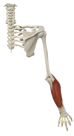 ¿Vale la pena entrenar antebrazo? Puedes enfatizarlo así 7 image 145