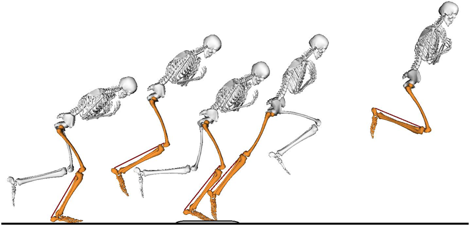 Cómo diseñar un Programa Pliométrico: Desde los fundamentos hasta la progresión del entrenamiento 13 image 47