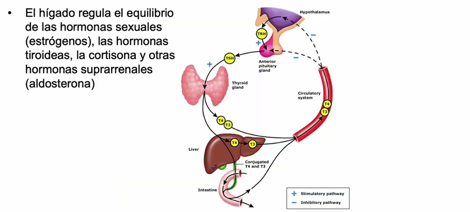 Nutrición y Cáncer de mama: por qué la etiqueta "Plant-Based" puede ser una trampa 9 image 170