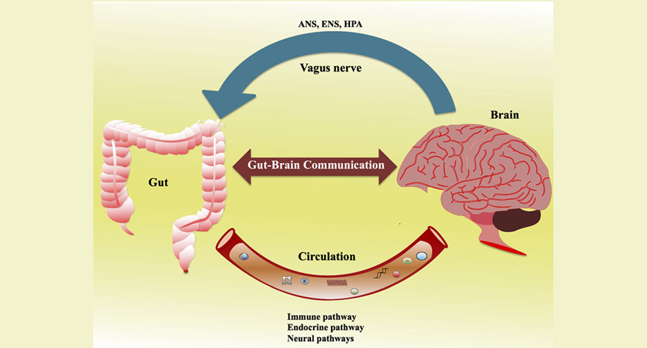 Cómo el intestino influye en la ansiedad, la depresión y la niebla mental 3 image 213