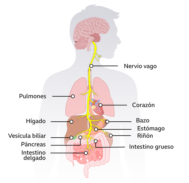 Cómo el intestino influye en la ansiedad, la depresión y la niebla mental 5 image 214
