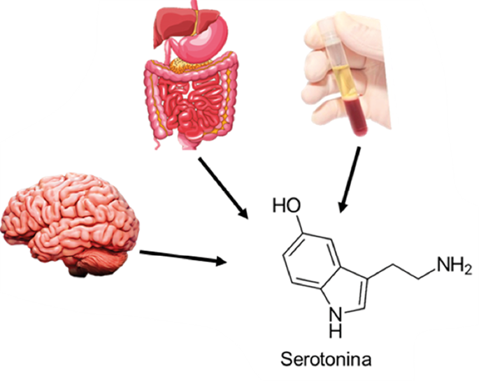 Cómo el intestino influye en la ansiedad, la depresión y la niebla mental 7 image 215