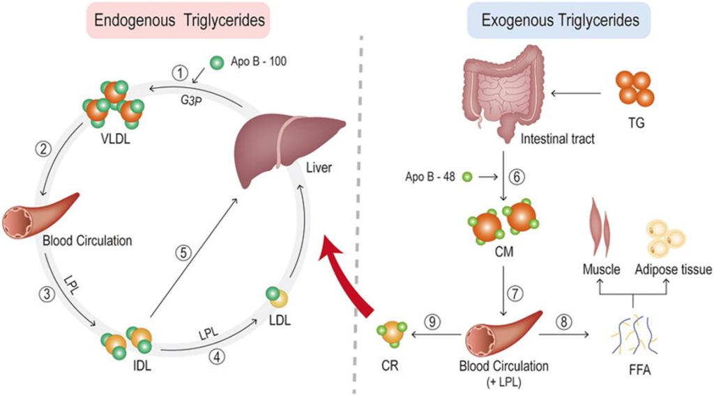¿Cómo bajar los triglicéridos de forma natural? 3 image 235