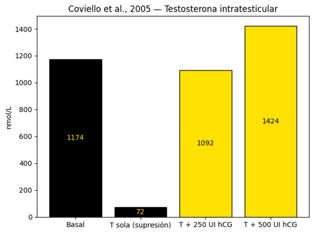 ¿Qué es y para que se usa la hCG en culturismo? 5 image 2
